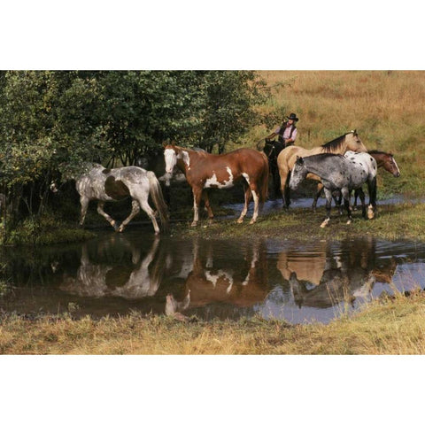 USA, Montana Horses tended by cowgirl Black Modern Wood Framed Art Print by Bush, Marie