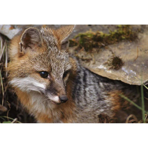 Montana, Kalispell Gray fox Black Modern Wood Framed Art Print with Double Matting by Bush, Marie