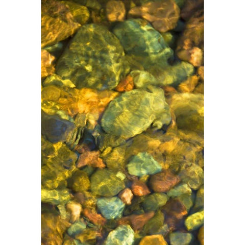 MT, Rattlesnake Wilderness Area Underwater rocks Gold Ornate Wood Framed Art Print with Double Matting by Rotenberg, Nancy