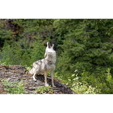 Montana Coyote howling in controlled environment Black Modern Wood Framed Art Print by Jaynes Gallery