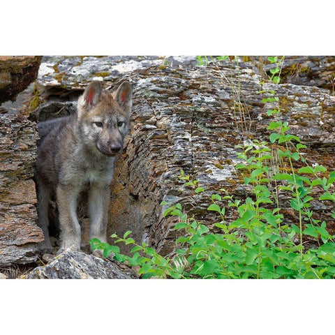 Montana Red fox pup close-up in controlled environment Black Modern Wood Framed Art Print by Jaynes Gallery