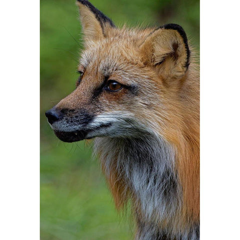 Montana Red fox close-up in controlled environment Black Modern Wood Framed Art Print by Jaynes Gallery