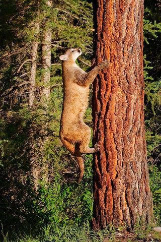 Montana Juvenile mountain lion climbing tree White Modern Wood Framed Art Print with Double Matting by Jaynes Gallery