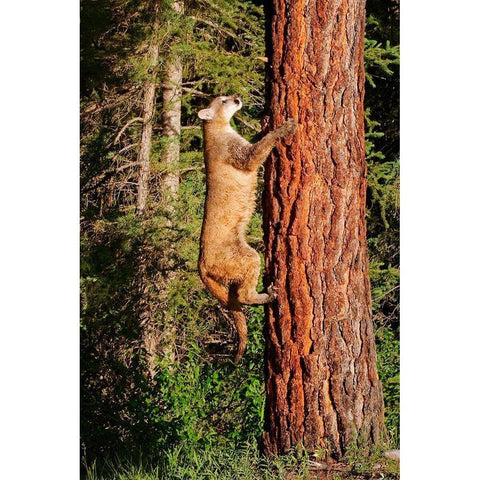 Montana Juvenile mountain lion climbing tree Black Modern Wood Framed Art Print by Jaynes Gallery