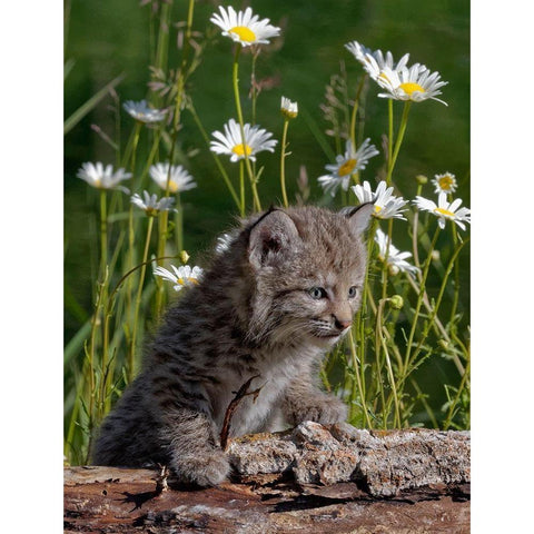 Montana Baby bobcat close-up Black Modern Wood Framed Art Print by Jaynes Gallery