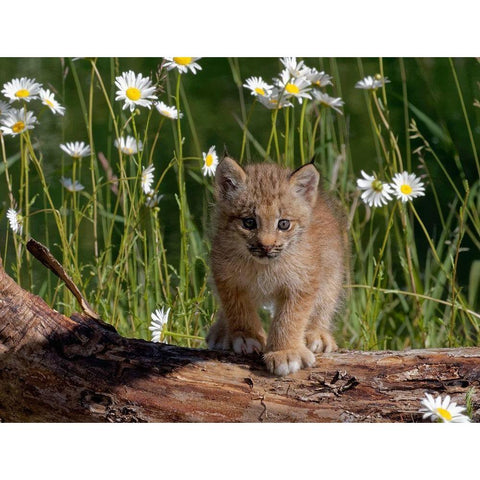 Montana Baby bobcat close-up Black Modern Wood Framed Art Print by Jaynes Gallery