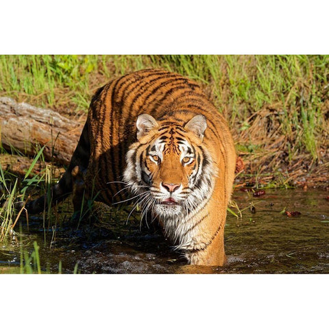 Montana Siberian tiger in controlled environment Black Modern Wood Framed Art Print by Jaynes Gallery