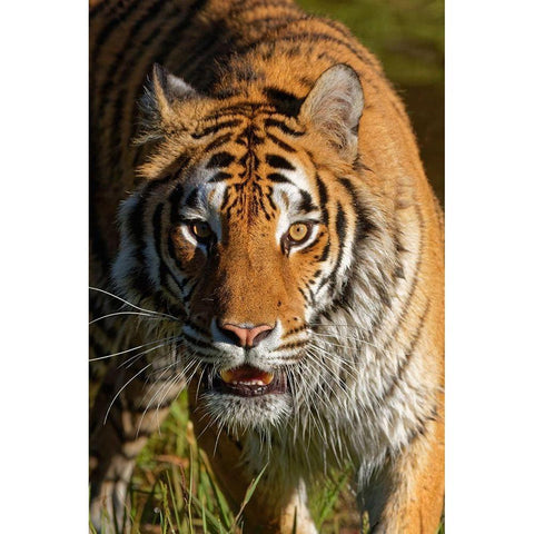 Montana Siberian tiger in controlled environment Black Modern Wood Framed Art Print with Double Matting by Jaynes Gallery