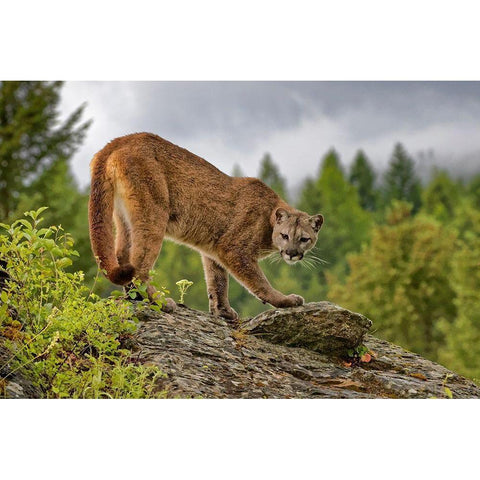 Montana Mountain lion in controlled environment Black Modern Wood Framed Art Print by Jaynes Gallery