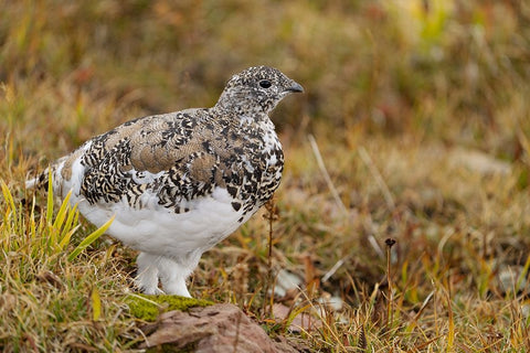 USA-Montana-Glacier National Park White-tailed ptarmigan in autumn White Modern Wood Framed Art Print with Double Matting by Jaynes Gallery