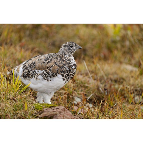 USA-Montana-Glacier National Park White-tailed ptarmigan in autumn Black Modern Wood Framed Art Print by Jaynes Gallery
