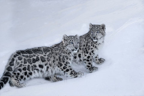 USA- Montana. Captive snow leopards in winter. Black Ornate Wood Framed Art Print with Double Matting by Jaynes Gallery