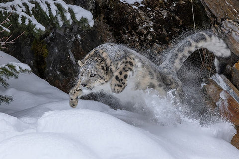 USA- Montana. Leaping captive snow leopard in winter. Black Ornate Wood Framed Art Print with Double Matting by Jaynes Gallery