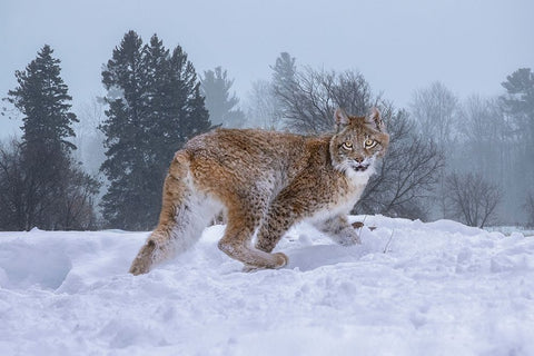 USA- Montana. Captive bobcat in snow. Black Ornate Wood Framed Art Print with Double Matting by Jaynes Gallery