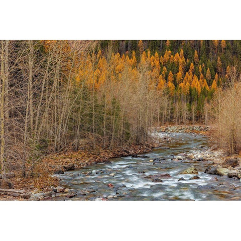 Bear Creek in autumn in the Flathead National Forest-Montana-USA Black Modern Wood Framed Art Print with Double Matting by Haney, Chuck