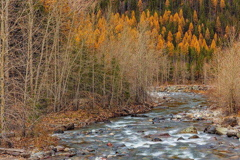 Bear Creek in autumn in the Flathead National Forest-Montana-USA Black Ornate Wood Framed Art Print with Double Matting by Haney, Chuck