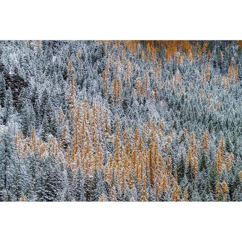 Fresh snowfall on autumn larch trees on Columbia Mountain in Columbia Falls-Montana-USA White Modern Wood Framed Art Print by Haney, Chuck