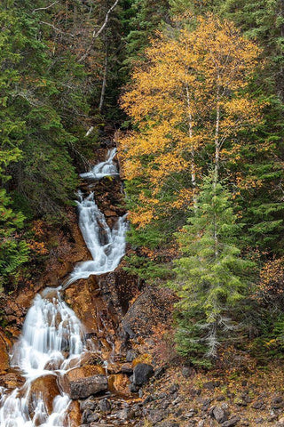 Fawn Creek Falls in autumn in the Flathead National Forest-Montana-USA Black Ornate Wood Framed Art Print with Double Matting by Haney, Chuck