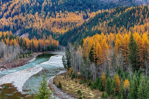 Middle Fork of the Flathead River in autumn in Glacier National Park-Montana-USA Black Ornate Wood Framed Art Print with Double Matting by Haney, Chuck