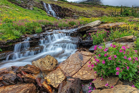 Alpine wildflowers along Oberlin Creek in Glacier National Park-Montana-USA White Modern Wood Framed Art Print with Double Matting by Haney, Chuck