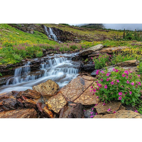 Alpine wildflowers along Oberlin Creek in Glacier National Park-Montana-USA Black Modern Wood Framed Art Print by Haney, Chuck