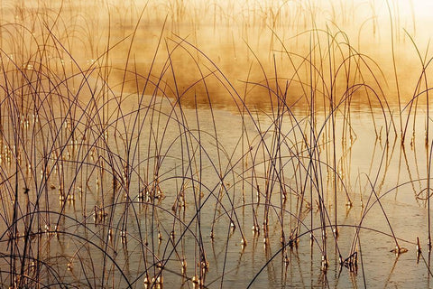 Icy reeds at sunrise on cold morning at Spencer Lake near Whitefish-Montana-USA White Modern Wood Framed Art Print with Double Matting by Haney, Chuck