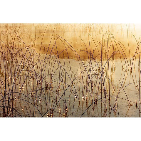 Icy reeds at sunrise on cold morning at Spencer Lake near Whitefish-Montana-USA White Modern Wood Framed Art Print by Haney, Chuck
