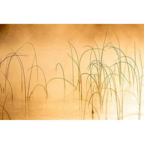 Icy reeds at sunrise on cold morning at Spencer Lake near Whitefish-Montana-USA Black Modern Wood Framed Art Print with Double Matting by Haney, Chuck