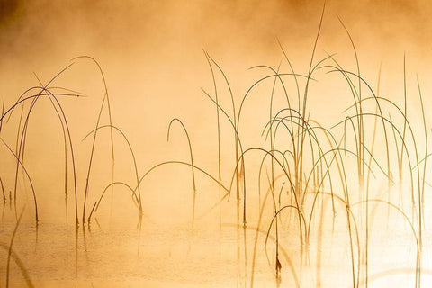 Icy reeds at sunrise on cold morning at Spencer Lake near Whitefish-Montana-USA Black Ornate Wood Framed Art Print with Double Matting by Haney, Chuck
