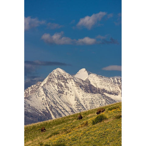 Bison bulls grazing in balsamroot with dramatic Mission Mountains at the National Bison Range in Mo White Modern Wood Framed Art Print by Haney, Chuck