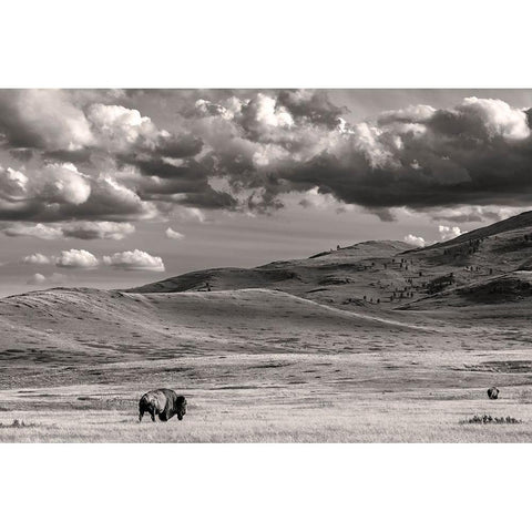 Bison bulls grazing at the National Bison Range in Moiese-Montana-USA White Modern Wood Framed Art Print by Haney, Chuck