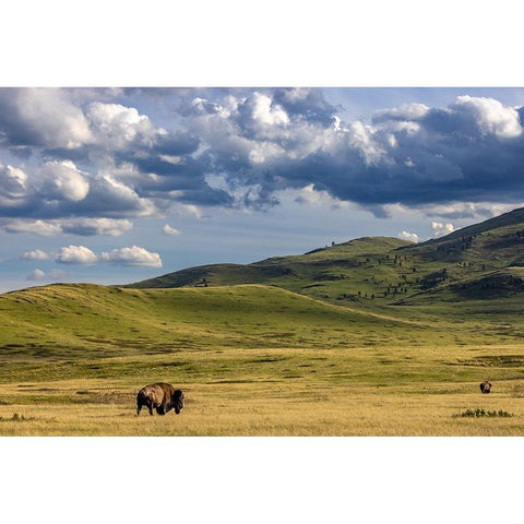 Bison bulls grazing at the National Bison Range in Moiese-Montana-USA Black Modern Wood Framed Art Print with Double Matting by Haney, Chuck