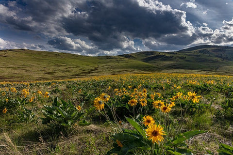 Arrowleaf balsamroot in the hills at the National Bison Range in Moiese-Montana-USA White Modern Wood Framed Art Print with Double Matting by Haney, Chuck