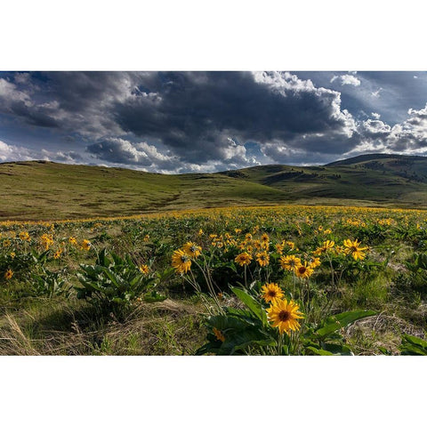 Arrowleaf balsamroot in the hills at the National Bison Range in Moiese-Montana-USA Black Modern Wood Framed Art Print by Haney, Chuck