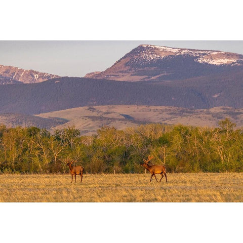 Bull elk in velvet along the Rocky Mountain Front near Choteau-Montana-USA Black Modern Wood Framed Art Print with Double Matting by Haney, Chuck