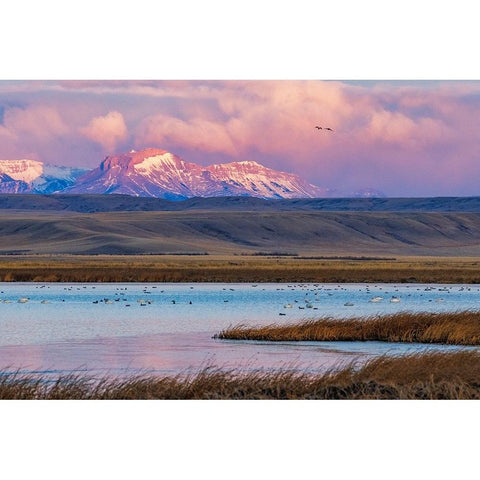 Birds in pond with Ear Mountain in background during spring migration at Freezeout Lake Wildlife Ma Black Modern Wood Framed Art Print by Haney, Chuck