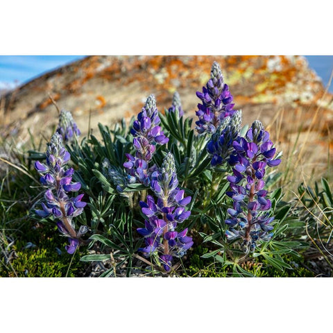 Lupine wildflowers along the Rocky Mountain Front near Choteau-Montana-USA Black Modern Wood Framed Art Print with Double Matting by Haney, Chuck