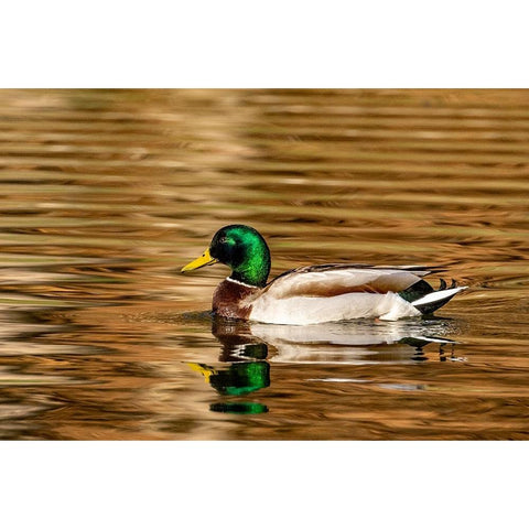 Mallard ducks at Woodland Park in Kalispell-Montana-USA Gold Ornate Wood Framed Art Print with Double Matting by Haney, Chuck