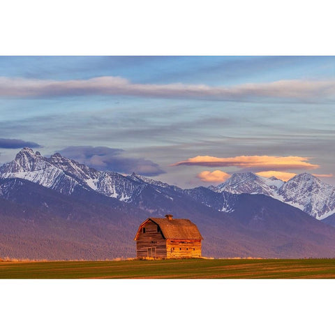 Rustic old barn in evening light with Mission Mountains in Pablo-Montana-USA White Modern Wood Framed Art Print by Haney, Chuck