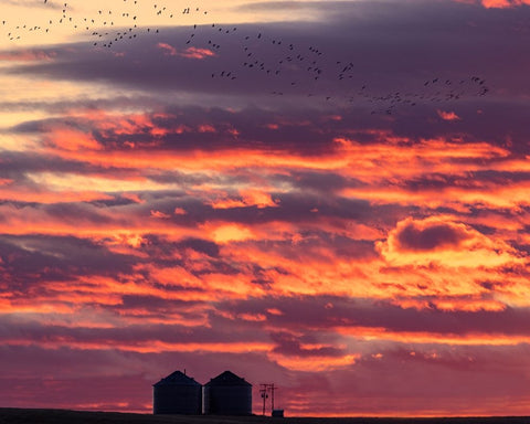 Snow geese silhouetted against sunrise sky during spring migration at Freezeout Lake Wildlife Manag White Modern Wood Framed Art Print with Double Matting by Haney, Chuck