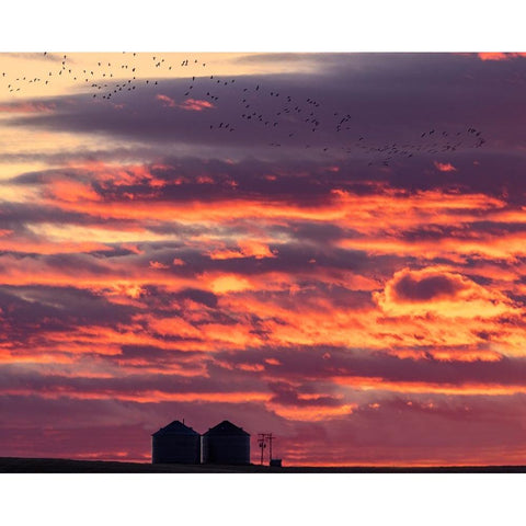Snow geese silhouetted against sunrise sky during spring migration at Freezeout Lake Wildlife Manag Black Modern Wood Framed Art Print by Haney, Chuck