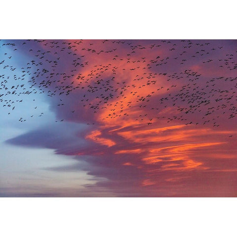 Snow geese lift off with dramatic lenticular cloud sunrise sky during spring migration at Freezeout Black Modern Wood Framed Art Print by Haney, Chuck