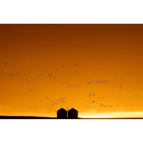 Snow geese silhouetted against dramatic sunrise sky during spring migration at Freezeout Lake Wildl Black Modern Wood Framed Art Print with Double Matting by Haney, Chuck
