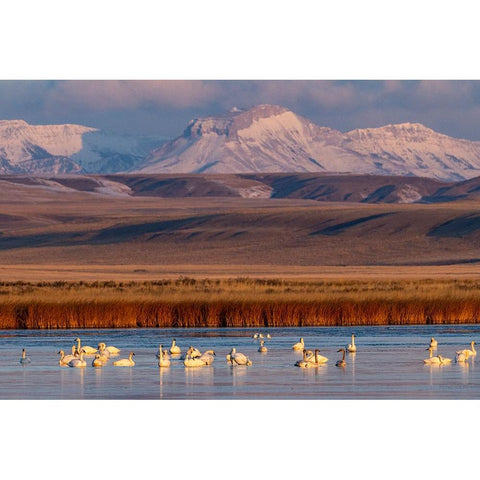 Tundra Swans with Ear Mountain in background during spring migration at Freezeout Lake Wildlife Man Gold Ornate Wood Framed Art Print with Double Matting by Haney, Chuck