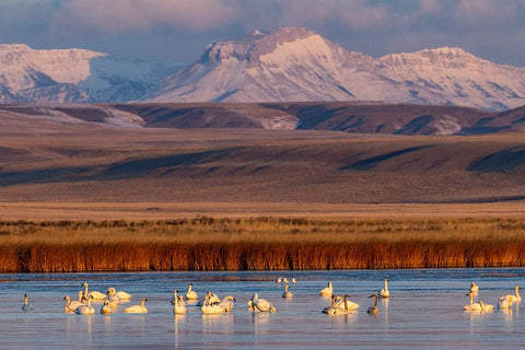 Tundra Swans with Ear Mountain in background during spring migration at Freezeout Lake Wildlife Man Black Ornate Wood Framed Art Print with Double Matting by Haney, Chuck