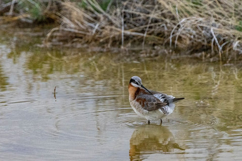 Wilsons Phalarope at Freezeout Lake Wildlife Management Area near Fairfield-Montana-USA Black Ornate Wood Framed Art Print with Double Matting by Haney, Chuck
