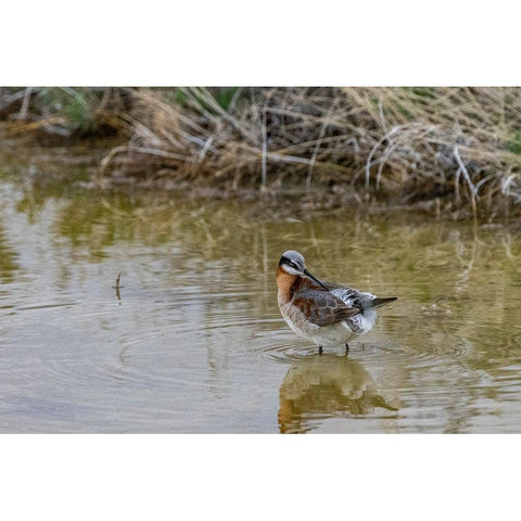 Wilsons Phalarope at Freezeout Lake Wildlife Management Area near Fairfield-Montana-USA White Modern Wood Framed Art Print by Haney, Chuck