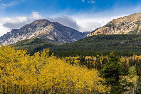 Autumn aspen grove with Bear Mountain in Glacier National Park-Montana-USA White Modern Wood Framed Art Print with Double Matting by Haney, Chuck