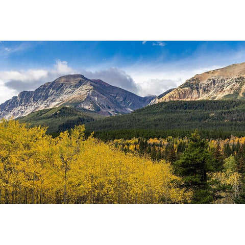 Autumn aspen grove with Bear Mountain in Glacier National Park-Montana-USA Black Modern Wood Framed Art Print by Haney, Chuck