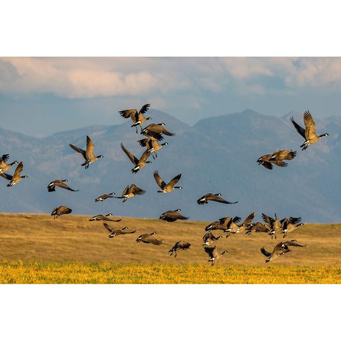 Canada geese take off for flight in the Flathead Valley-Montana-USA Black Modern Wood Framed Art Print with Double Matting by Haney, Chuck